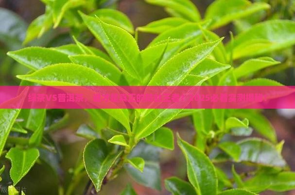 绿茶和普洱茶哪个防蛀
