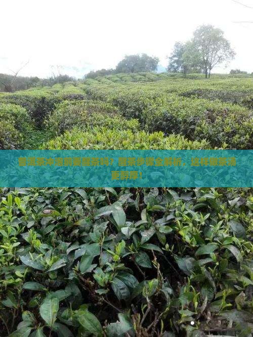 普洱茶冲泡前要醒茶吗