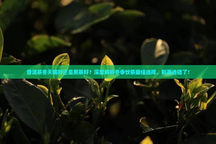普洱茶冬天喝好还是黑茶好