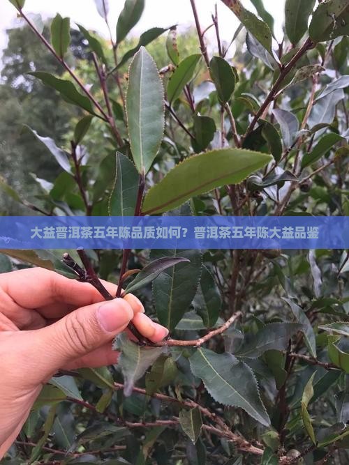 大益五年陈普洱茶怎么样