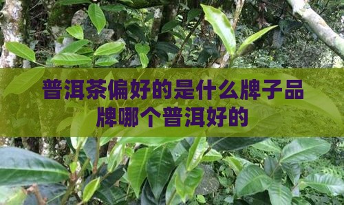 普洱茶偏好的是什么牌子