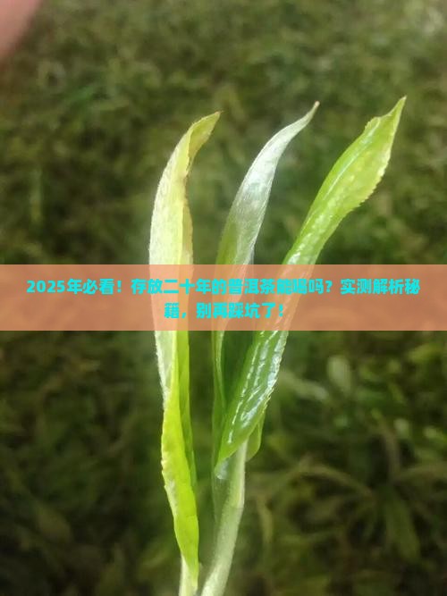 存放二十年的普洱茶能喝吗