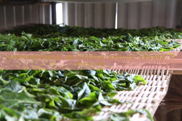普洱茶冲泡器具有哪些功效