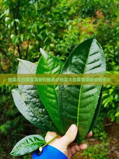 拍卖大白菜普洱茶价格多少