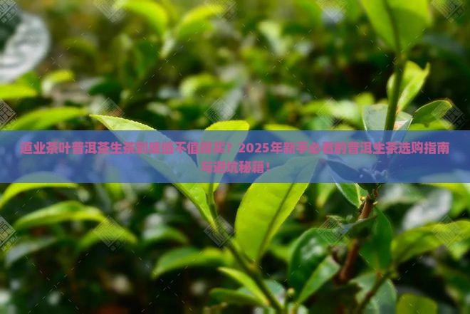 道业茶叶普洱茶生茶