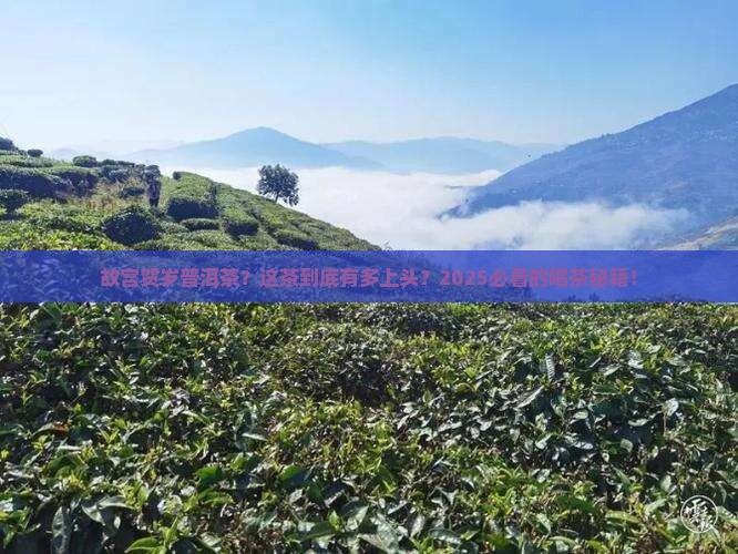 故宫贺岁普洱茶
