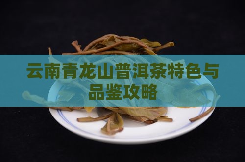 云南青龙山普洱茶特色与品鉴攻略