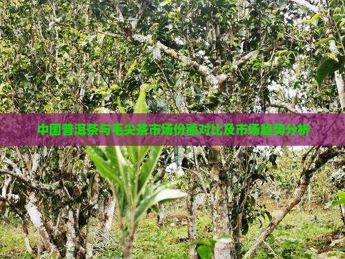 中国普洱茶与毛尖茶市场份额对比及市场趋势分析