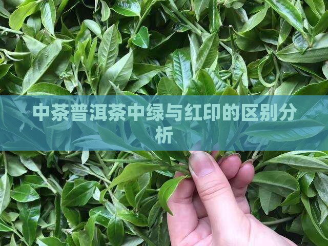 中茶普洱茶中绿与红印的区别分析