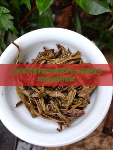 生普与熟普的发酵作用有什么区别及其对普洱茶的影响