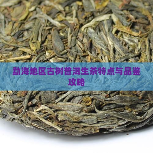 勐海地区古树普洱生茶特点与品鉴攻略