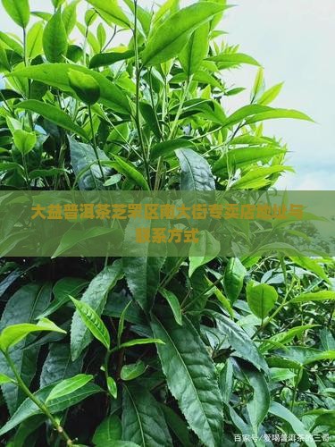 大益普洱茶芝罘区南大街专卖店地址与联系方式