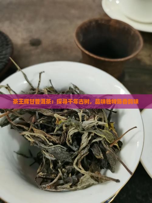 茶王辉甘普洱茶：探寻千年古树，品味独特陈香韵味