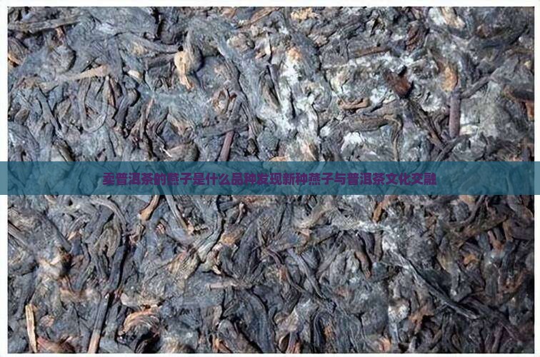 卖普洱茶的燕子是什么品种发现新种燕子与普洱茶文化交融