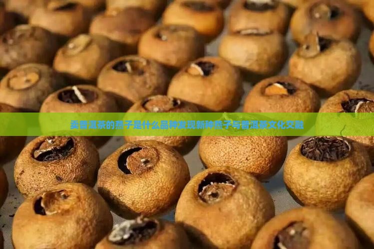 卖普洱茶的燕子是什么品种发现新种燕子与普洱茶文化交融