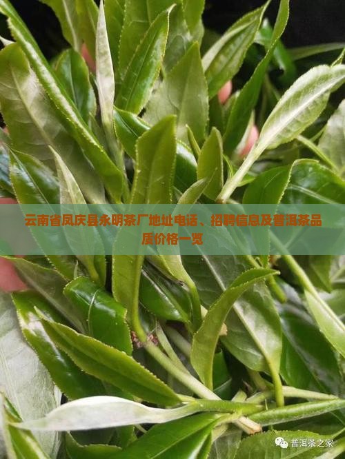 云南省凤庆县永明茶厂地址电话、招聘信息及普洱茶品质价格一览
