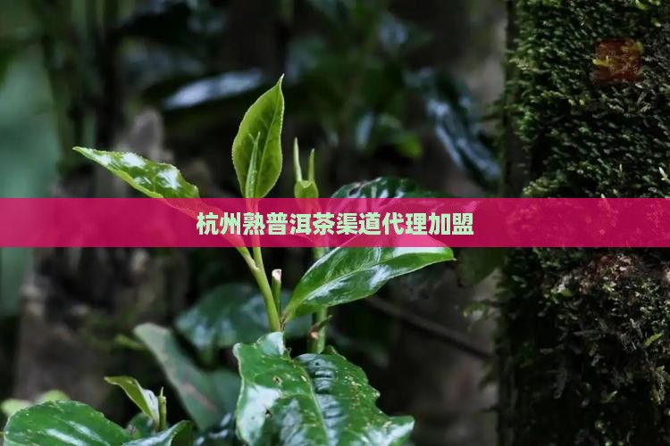 杭州熟普洱茶渠道代理加盟