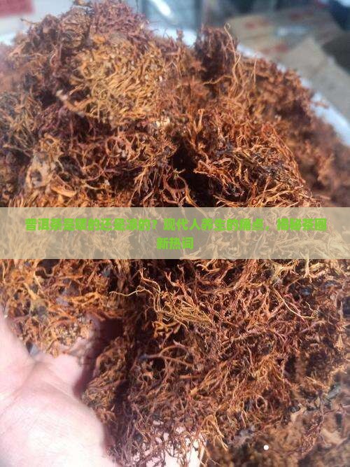 普洱茶是暖的还是凉的
