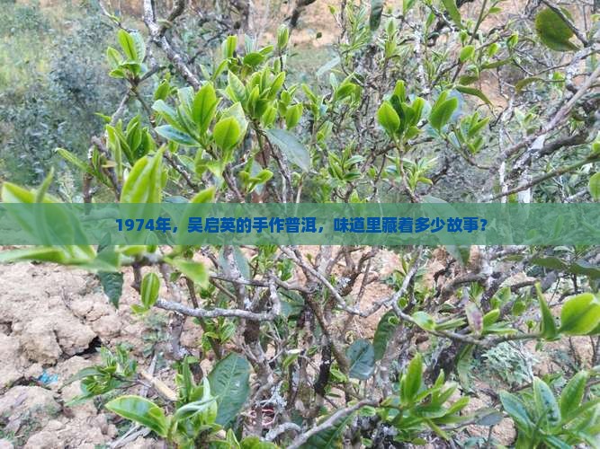 吴启英熟普洱茶1974