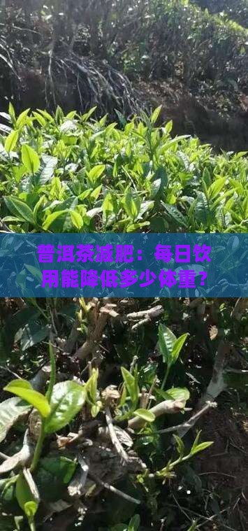 每天只喝普洱茶能减多少
