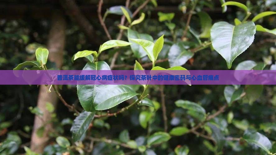 冠心病与喝普洱茶有关系吗