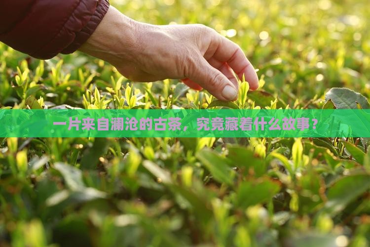 普洱茶茶叶年澜沧古茶