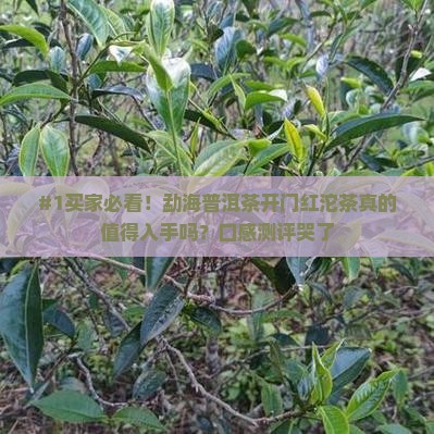 勐海普洱茶开门红沱茶