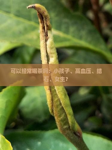 可以经常喝茶吗 可以经常喝茶吗