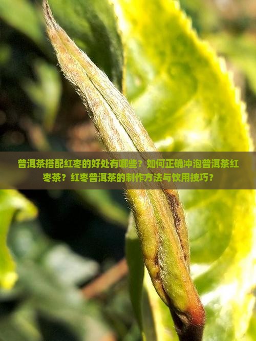普洱茶带红枣文的