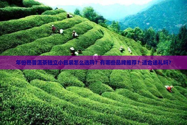年份熟普洱茶独立小包装