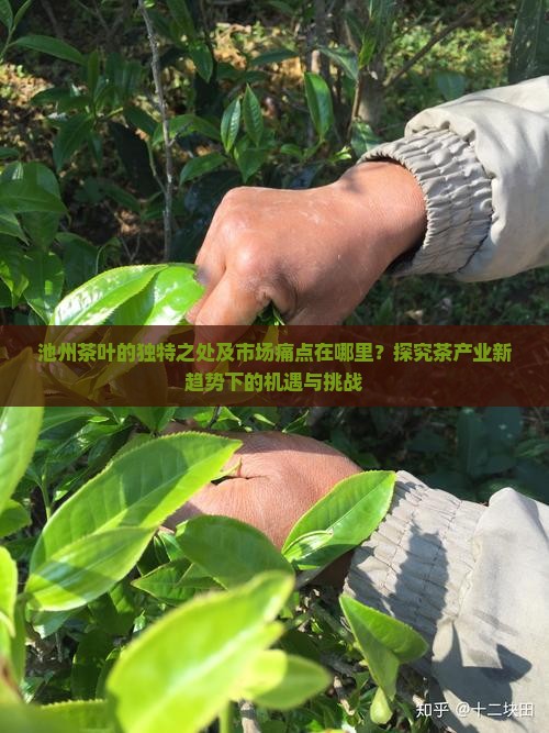 池州的茶叶有什么特点 池州的茶叶有什么特点