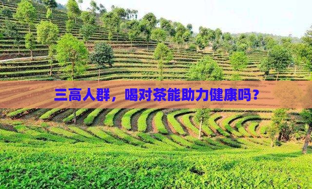 三高喝茶叶好吗