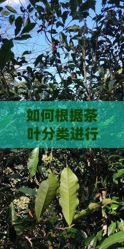 茶叶如何分类存放