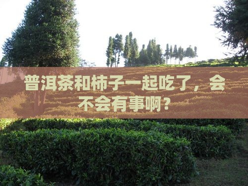 普洱茶和柿子一起吃了