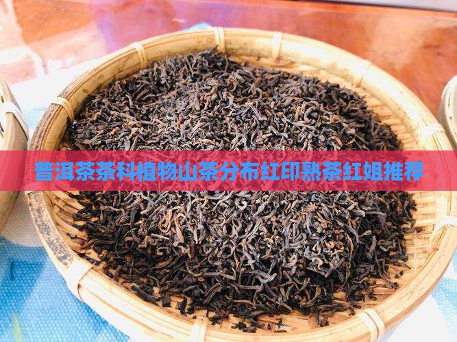 红姐普洱茶熟茶