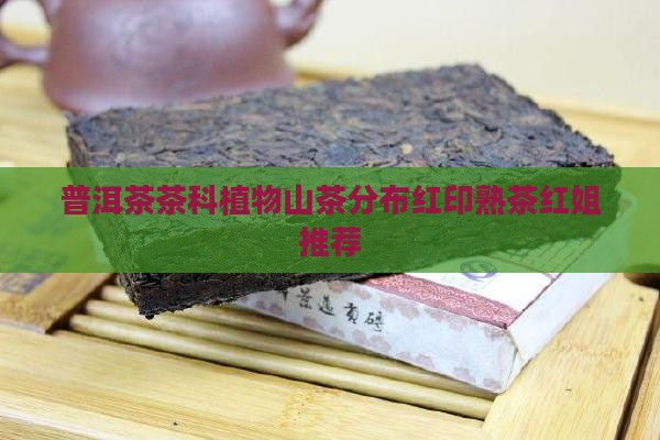 红姐普洱茶熟茶