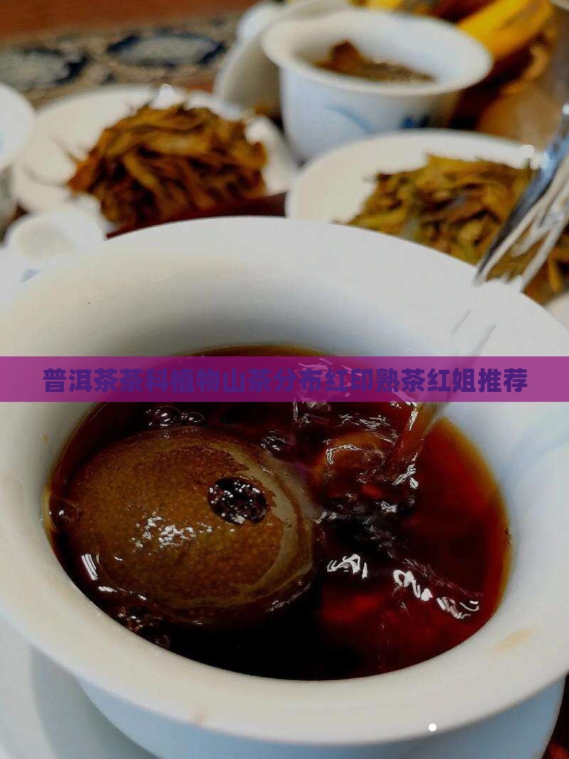 红姐普洱茶熟茶
