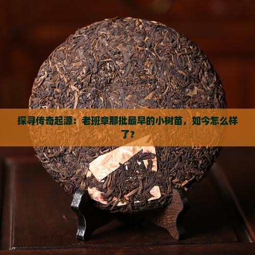 老班章最早一批小树