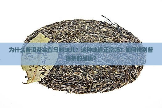 普洱茶有马料味儿