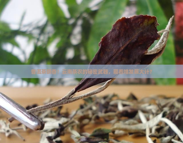 云南普洱茶发展的战略选择