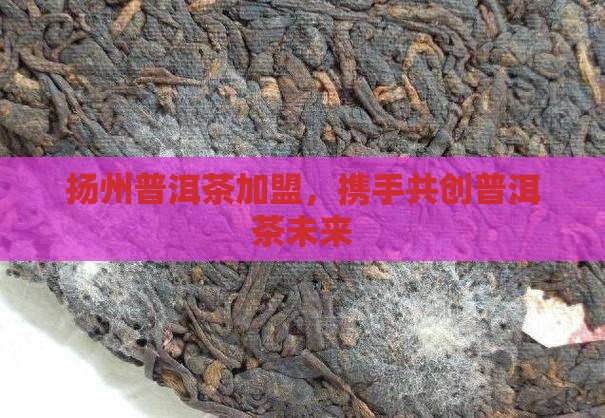 扬州熟普洱茶代理