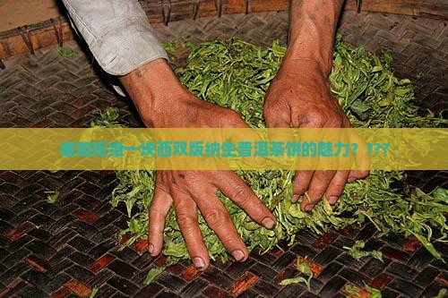 西双版纳生普洱茶饼