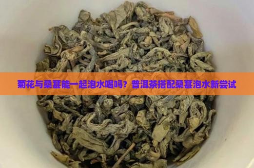 菊花普洱茶里能放桑椹吗