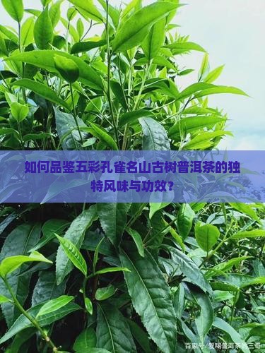 五彩孔雀名山古树普洱茶