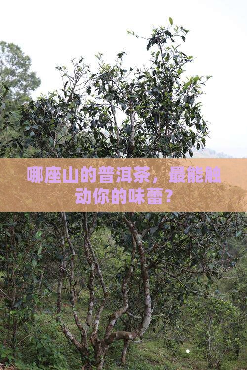 普洱茶六大山头的茶谁更好喝