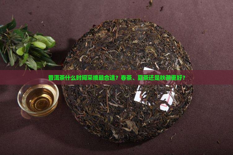 普洱茶什么采摘最合适