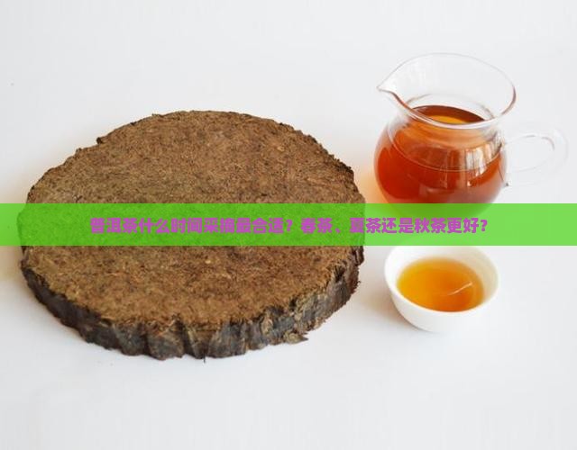 普洱茶什么采摘最合适