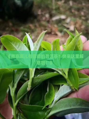 南京可靠的普洱茶