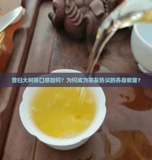 昔归大树茶好喝吗