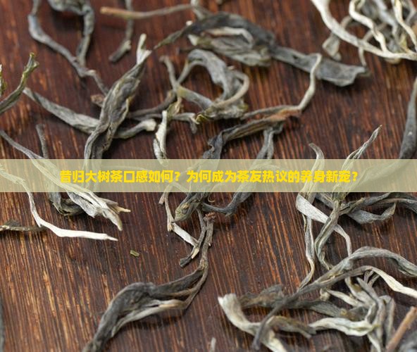 昔归大树茶好喝吗